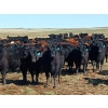 Image 2 : JT Cholin Farms - 800# September Delivery Grass Steers - 75 Head (Biggar, SK)