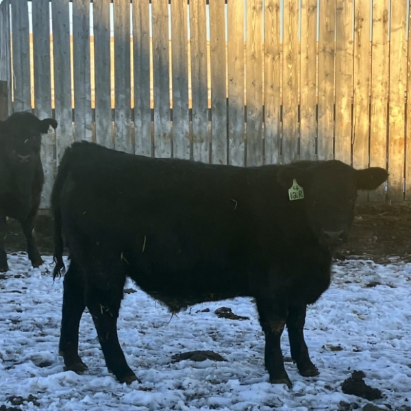 Hawk Ranching - 875# February Weaned Steers - 72 Head (Nanton, AB)