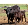 Image 13 : Kyle Torkelson - 10 Black 1st Calf Pairs (Millicent, AB)