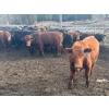 Image 6 : Devick’s Ranch - 890# April Delivery Steers - 117 Head (Kamloops, BC)