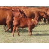 Image 15 : Hebert Livestock Ventures - 760# February Delivery Weaned Steers - 240 Head (Wawota, SK) VBP+