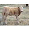 Image 4 : Wolfer Ranching/Wolfer Cattle Co. - 575# October Delivery Heifer Calves - 60 Head (Tilley, AB)