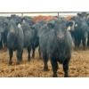 Image 4 : Duane & Austin Ashbacher - 775# February Delivery Steers - 80 Head (Arrowwood, AB)