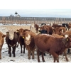 Image 5 : Hines Ranching - 850# Dec/Jan Delivery Yearling Heifers - 72 Head (Marwayne, AB)
