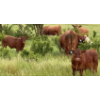 Image 5 : FA7 Ranch - 630# October Delivery Steer Calves - 100 Head (Piapot, SK)