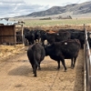 Image 1 : Idaho Dairies/Ranches - 40 Cows (Burley, ID)