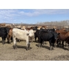Image 5 : Jason Szymanek - 750# May Delivery Heifers - 70 Head (Stauffer, AB)