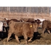 Image 4 : Regehr Land & Cattle - 860# March Delivery Heifers - 65 Head (Linden, AB)