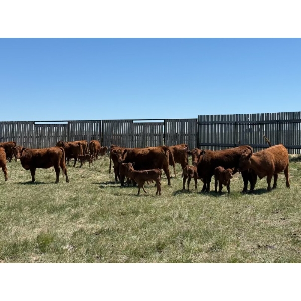 J-J Ranching - 43 Red/RBF 1st Calf Pairs (Manyberries, AB)
