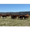Image 1 : J-J Ranching - 43 Red/RBF 1st Calf Pairs (Manyberries, AB)