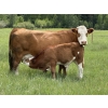 Image 6 : Jason & Jenna Packer - 830# October Delivery Steer Calves - 150 Head (Sundre, AB)