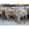 Image 2 : Jubilee Farms Ltd. - 785# January Weaned Steers - 146 Head (Westlock, AB)