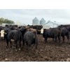 Image 9 : French's Farm - 1025# October Delivery Steers - 180 Head (Kelwood, MB)