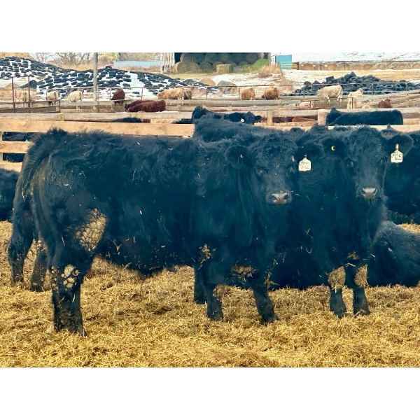 Stahlville Colony - 980# January Delivery Steers - 147 Head (Rockyford, AB)