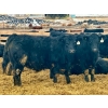 Image 1 : Stahlville Colony - 980# January Delivery Steers - 147 Head (Rockyford, AB)