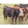 Image 4 : Bar T Livestock - 535# October Delivery Steer Calves - 115 Head (Earl Grey, SK)