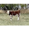 Image 3 : Muridale Shorthorns - 500# October Steer Calves - 85 Head (Hodgeville, SK)
