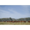 Image 5 : Cornerglen Ranching (J-J) - 12 Red Angus April/May Calving Bred Heifers (Crestomere, AB)