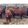 Image 3 : Shane Debock - 885# June Delivery Heifers - 208 Head (Barrhead, AB)