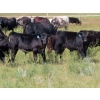 Image 2 : Tom Harrison - 550# Dec/Jan Delivery Steer Calves - 80 Head (Regina Beach, SK)