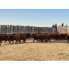 Image 2 : Sierra Colony Farms Ltd. - 750# January Delivery Weaned Steers - 78 Head (Eastend, SK)
