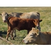 Image 4 : Tom Malmberg - 630# October Delivery Steer Calves - 70 Head (Spring Coulee, AB)