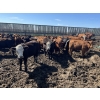 Image 5 : South Ridge Simmentals - 730# Sept/Oct Yearling Heifers - 180 Head (Monarch, AB)