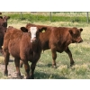 Image 7 : Ben Penner - 700# October Delivery Steer Calves - 50 Head (Purple Springs, AB)