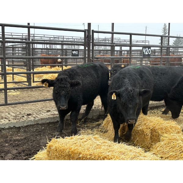 Lane Boisjoli - 12 Heifers (Pen 420)