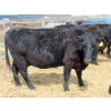 Image 4 : South Ridge Simmentals - 13 Black/BBF/BWF Pairs (Monarch, AB)