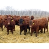 Image 2 : RBD Ranch - 950# February Delivery Steers - 62 Head (Milestone, SK)