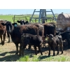 Image 14 : Sherwyn Torkelson - 10 Black/BBF 1st Calf Pairs (Patricia, AB)