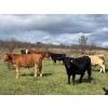 Image 8 : Hines Ranching Co. Ltd. - 1030# October Delivery Grass Steers - 120 Head (Paradise Hill, SK)