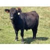 Image 7 : Lone Star Cattle Co. - 1040# Sept/Oct Delivery Grass Steers - 390 Head (Buck Lake, AB)