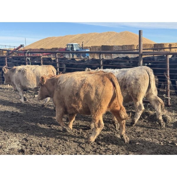 Midpoint Farms - 25 Tan/Silver February/March Bred Heifers (Drayton Valley, AB)