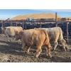 Image 1 : Midpoint Farms - 25 Tan/Silver February/March Bred Heifers (Drayton Valley, AB)