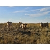 Image 3 : Logan Brothers (Rod, Barry & Bruce) - 630# October Delivery Steer Calves - 85 Head (Oyen, AB)