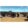 Image 5 : Cross Bar Ranch - 1050# May Delivery Steers - 205 Head (Consort, AB)