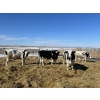 Image 6 : Lakeview Colony - 1600# Fed Holstein Steers - 40 Head (Unity, SK)