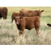 Image 4 : Evans Family (Gary, Carla & Keith) - 630# November Delivery Steer Calves - 95 Head (Bassano, AB)