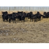 Image 3 : Bauer Ranching - 790# February Delivery Steers - 190 Head (Hilda, AB)