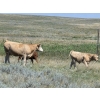 Image 3 : Hecker Farms Ltd. - 600# Steer Calves - 90 Head (Piapot, SK)