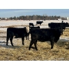 Image 6 : Bruce & Heather Clayton - 580# December Delivery Heifer Calves - 105 Head (Strathmore, AB)