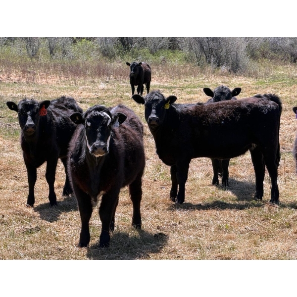 Cross Coulee Ranching - 630# May Delivery Heifers - 80 Head (Duchess, AB)
