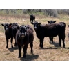 Image 1 : Cross Coulee Ranching - 630# May Delivery Heifers - 80 Head (Duchess, AB)