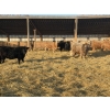 Image 5 : VJS Ag Corp. - 700# February Delivery Heifers - 80 Head (Vanscoy, SK) VBP+