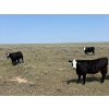 Image 4 : Franz Land & Cattle - 930# August Delivery Grass Heifers - 124 Head (Onefour, AB)