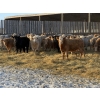 Image 2 : VJS Ag Corp. - 700# February Delivery Heifers - 80 Head (Vanscoy, SK) VBP+