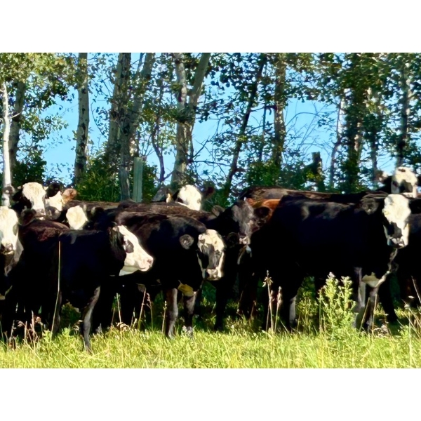 Gunnar & Mathea Fuchs - 740# September Delivery Grass Heifers - 20 Head (Sangudo, AB)