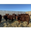 Image 4 : Thorsteinson Land & Livestock Ltd. - 830# January Weaned Steers - 72 Head (Foam Lake, SK)